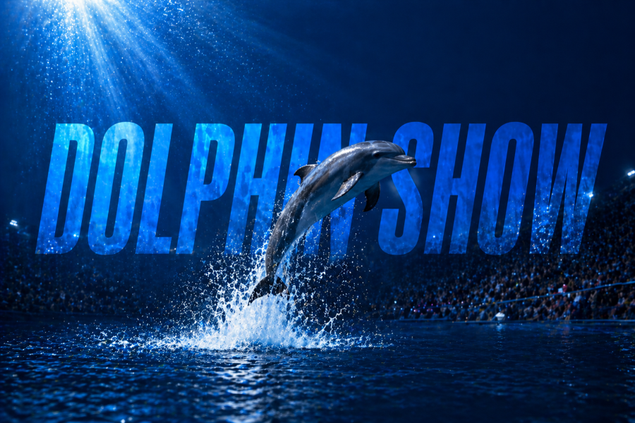 Dolphin Show