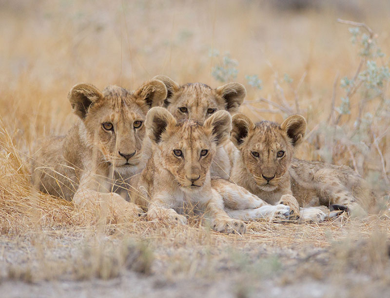 ⁠Green Canyon & Lion Park